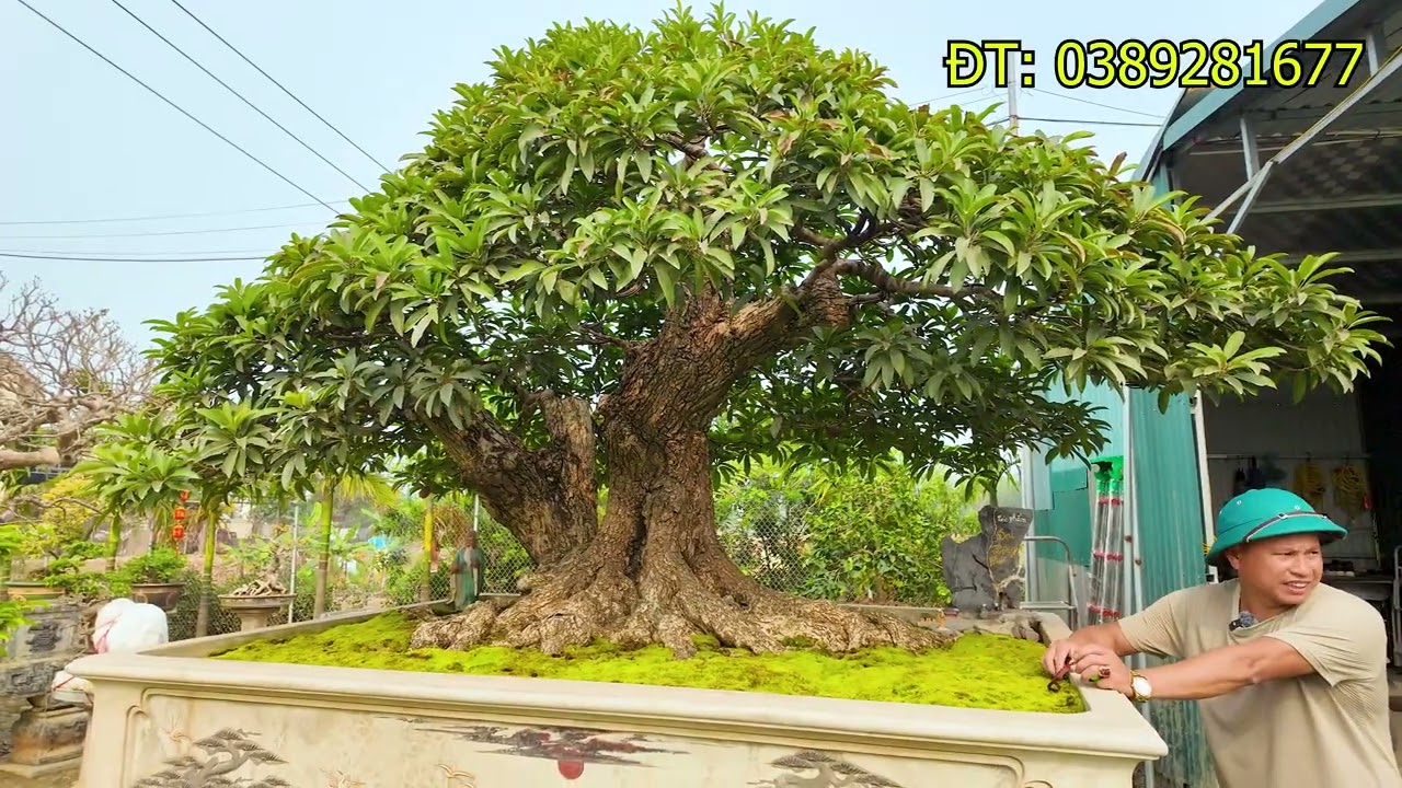 900 Triệu Cây Này Vẫn Rẻ, Cây Hồng Xiêm Đẹp Nhất Việt Nam