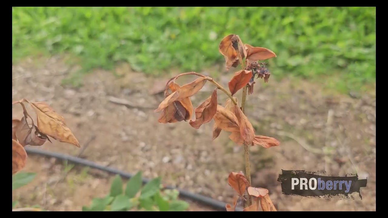 ProBerry 016: Nowe choroby w borówce powodujące raka bakteryjnego! To już nie tylko pseudomonas!