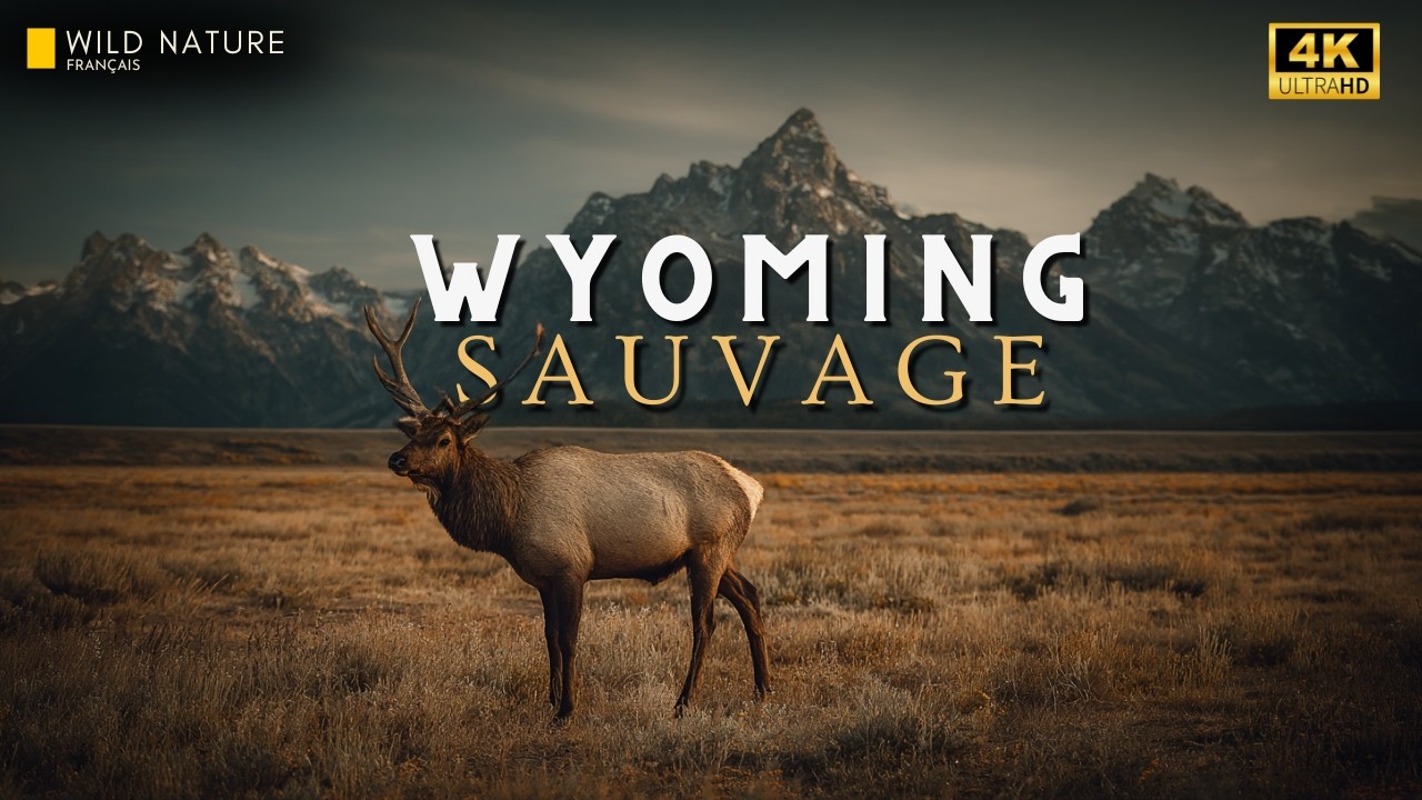 WYOMING — Un Monde Ancien Où la Vie Sauvage ne Survit Pas… Elle Domine | Documentaire Complet