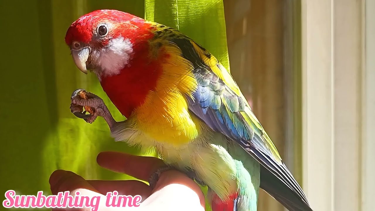 Colorful Parrot Enjoys the Sunlight ☀️
