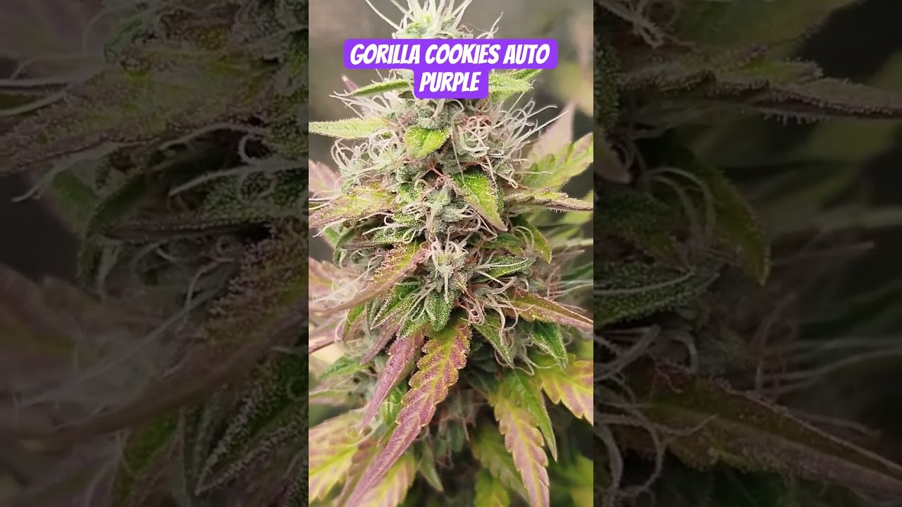 Gorilla Cookies Auto Day 74