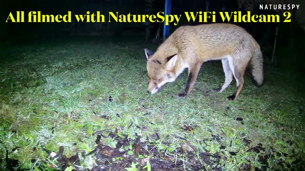 NatureSpy WiFi WildCam 2 Footage                               Using Different Camera Night Modes
