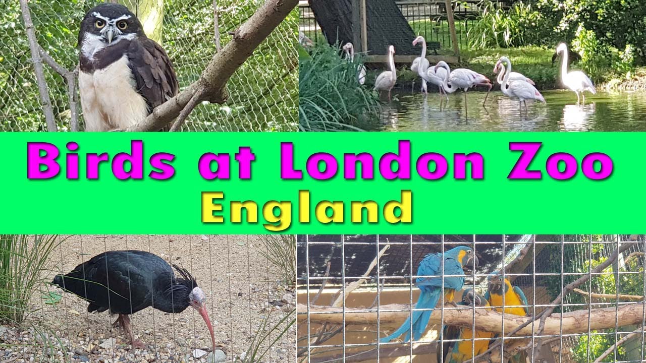 Birds at London Zoo l England l Birds at ZSL London Zoo l Zoo Animals l Explore London l London Tour