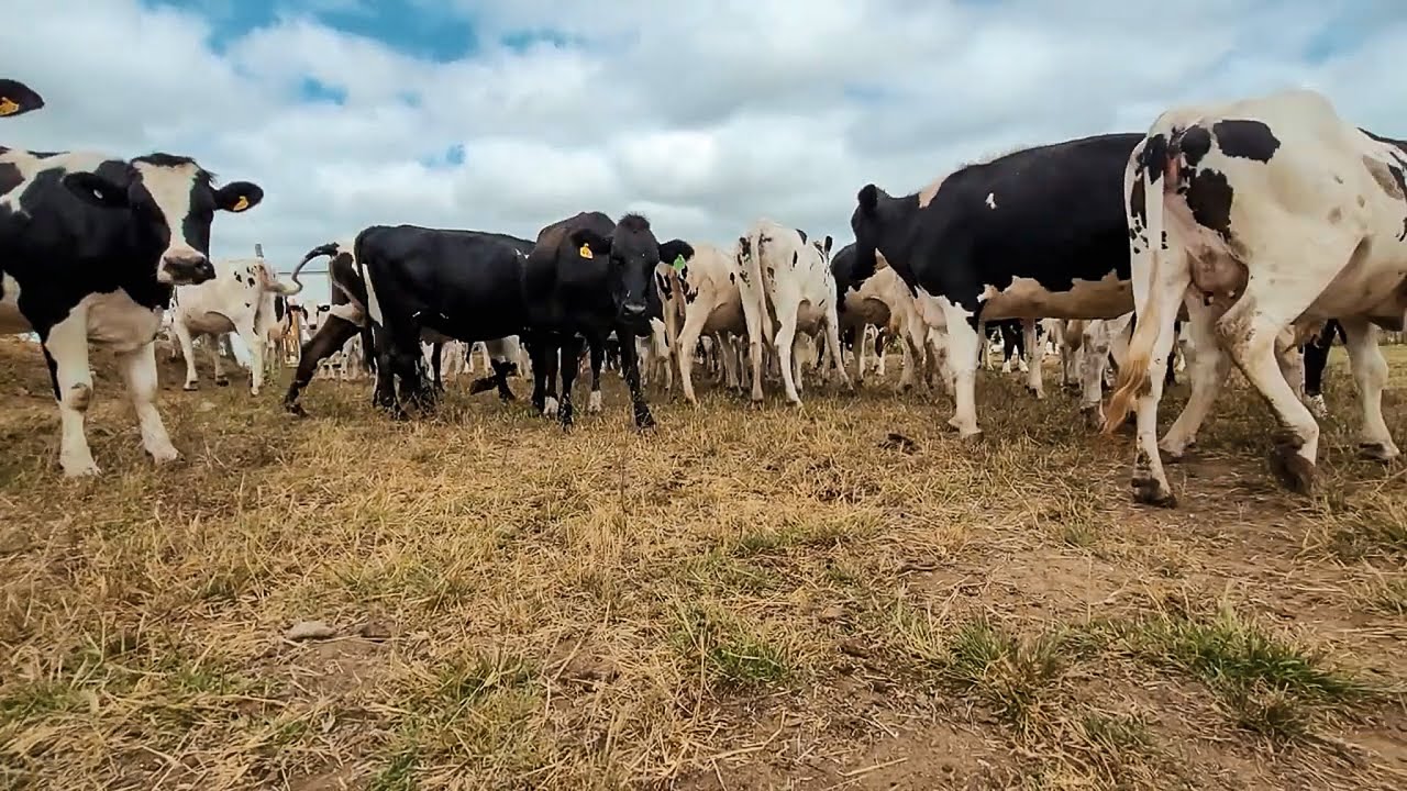 SUPER LOTE DE NOVILHAS LEITEIRAS TODAS PRENHAS!! FAZENDA ZÉ DE DANDA!!