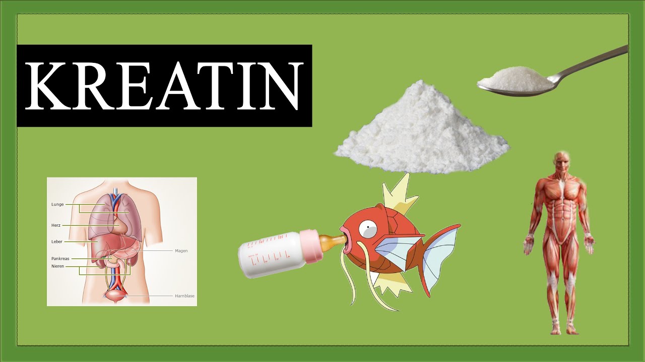 Was ist Kreatin? - Wie wirkt Creatin? Wirkung, Einnahme, Effekt, Muskelaufbau & Nebenwirkungen