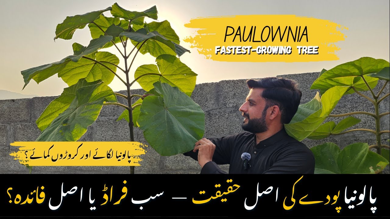 Paulownia tree growth reality in 3 year in Pakistan — complete details
