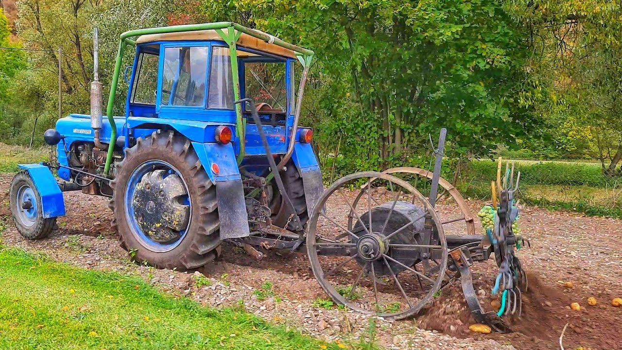 Vyorávání brambor 2023 | Zetor 3011 & Čert