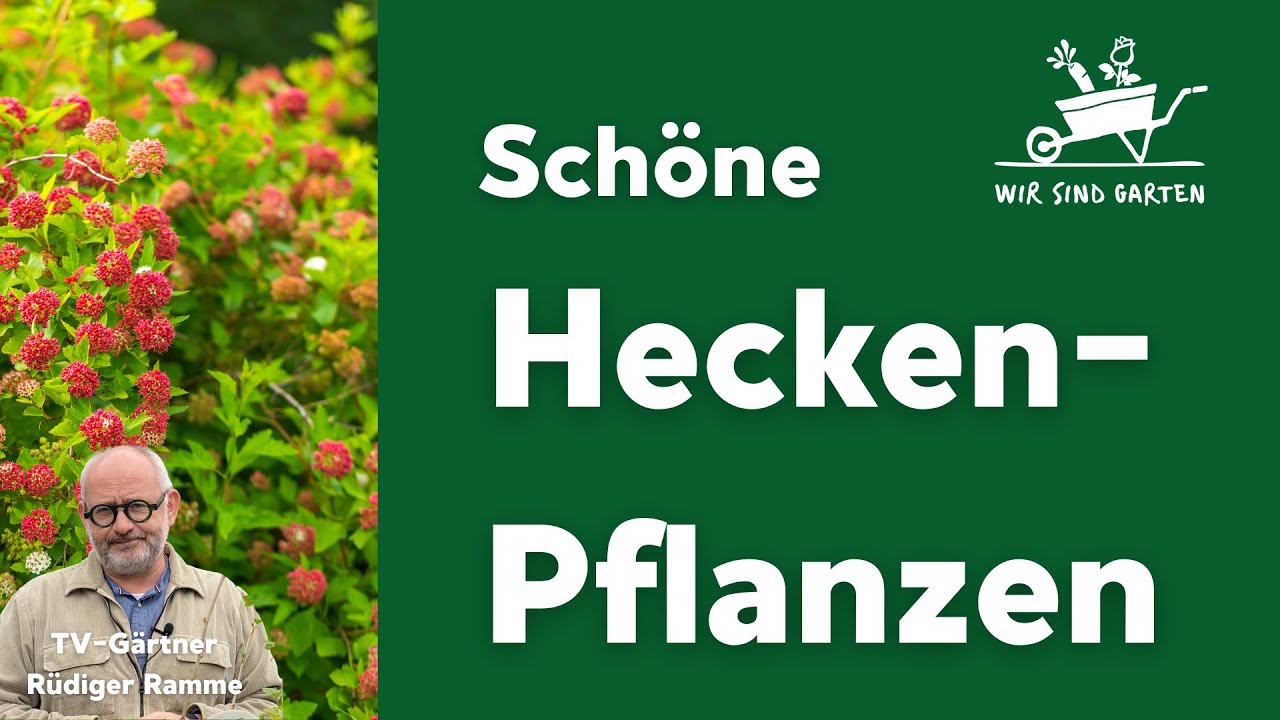 Schöne Heckenpflanzen