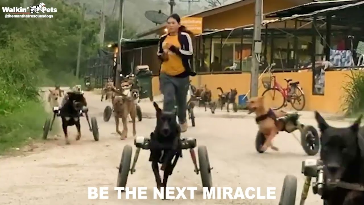 Dozens of Disabled Dogs in Wheelchairs from Sanctuary Running in Their Wheels!