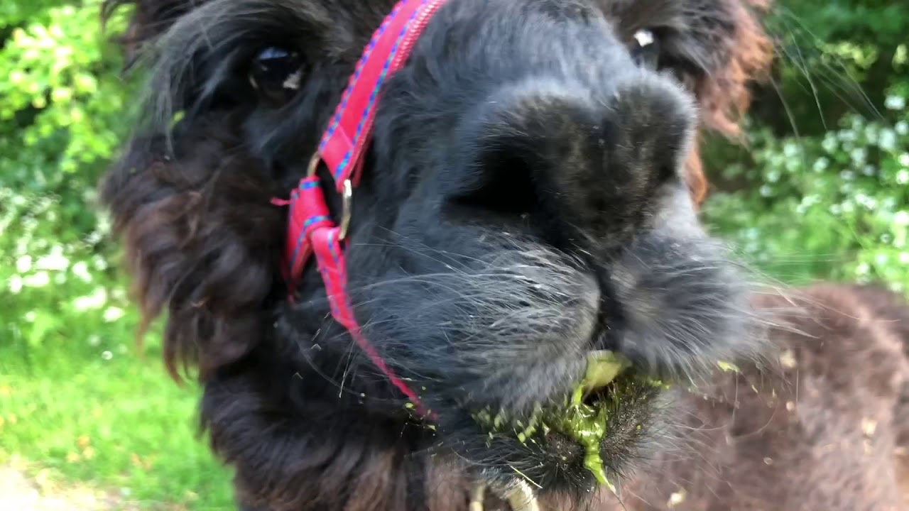Alpacas moan & scream as I move them to a new paddock