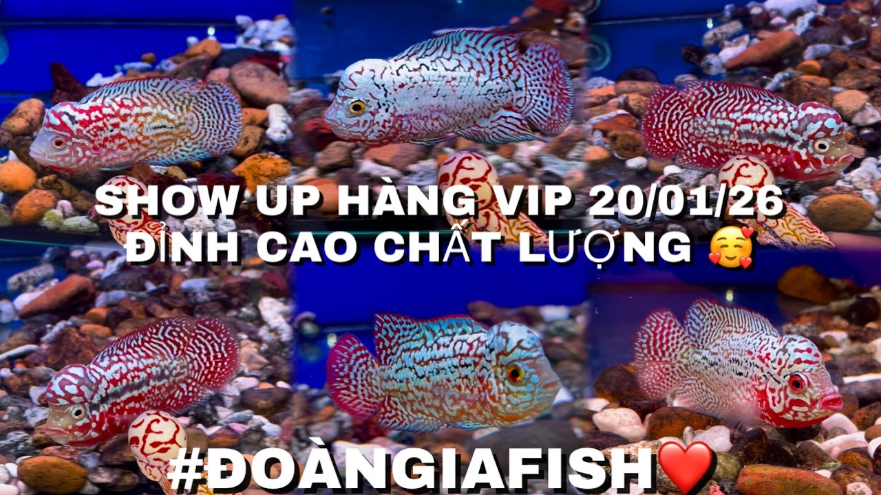 SHOW UP HÀNG XỊN CHƠI TẾT #đoàngiafish Z.L 032.880.9889 Mr.Hoàng