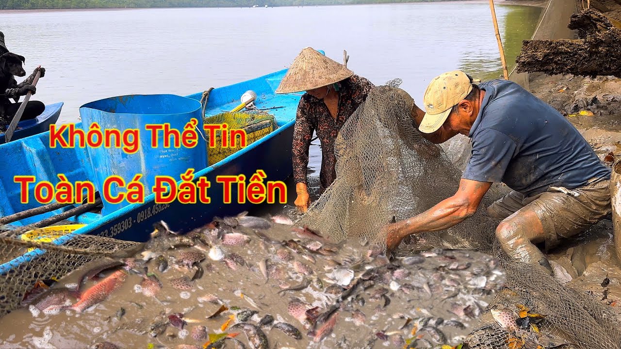 Trời Cho Hai Ông Bà Trúng Mẻ Cá Đắt Tiền Hàng Trăm Kí Ai Nấy La Làng
