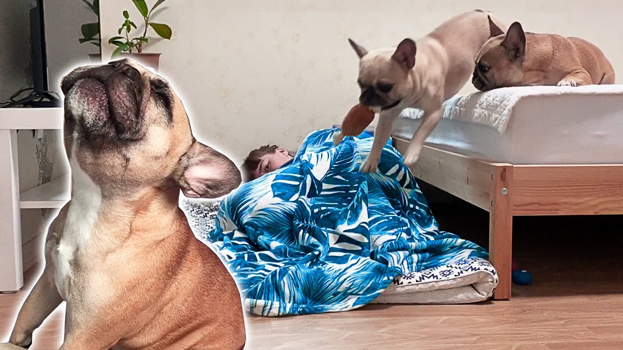 What Do My French Bulldogs Do When I Sleep On Their Bed | FUNNY SINGING REACTION 😲