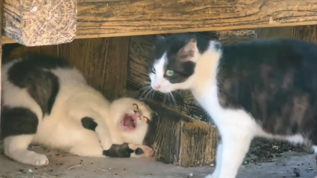 【子猫虐待】我が子を失った母猫の行動