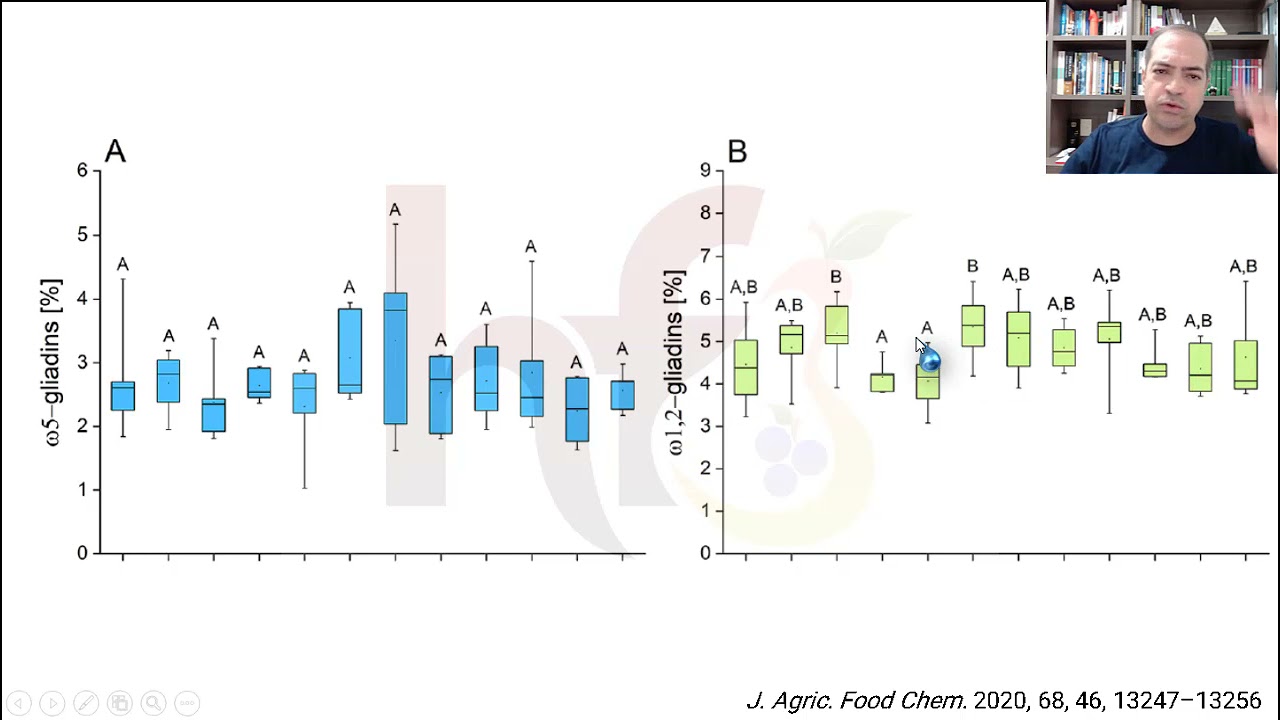 Trigo atual (moderno) tem mais ou menos gluten que o trigo antigo (ancestral)