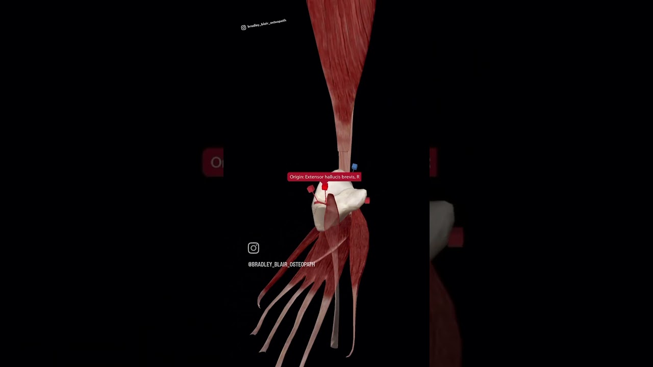 Calcaneus Bone muscle attachment #anatomy #bones #muscle #shorts