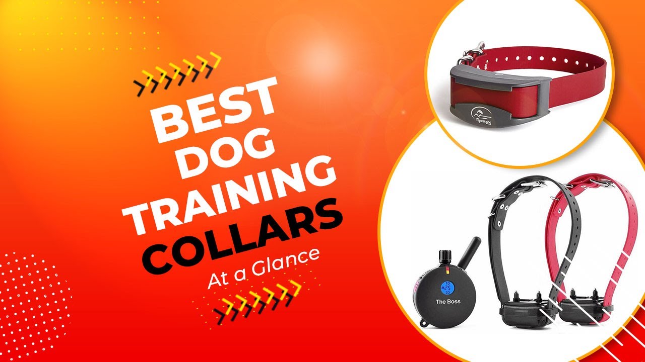 Top 5 Best Dog Training Collars