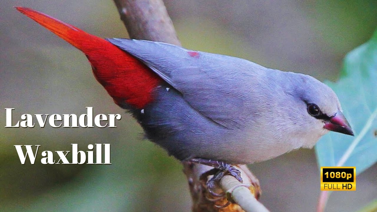 Lavender Waxbill on Kauai: The Beautiful Bird of Hawaii Island | Lavender Waxbill in Paradise