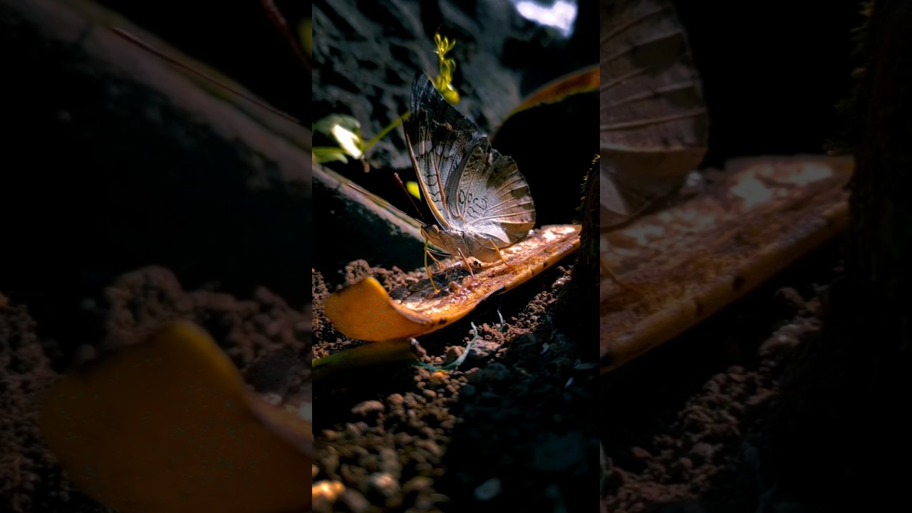 Butterfly eating banana peel | Mobile Photography #nature #butterfly #food