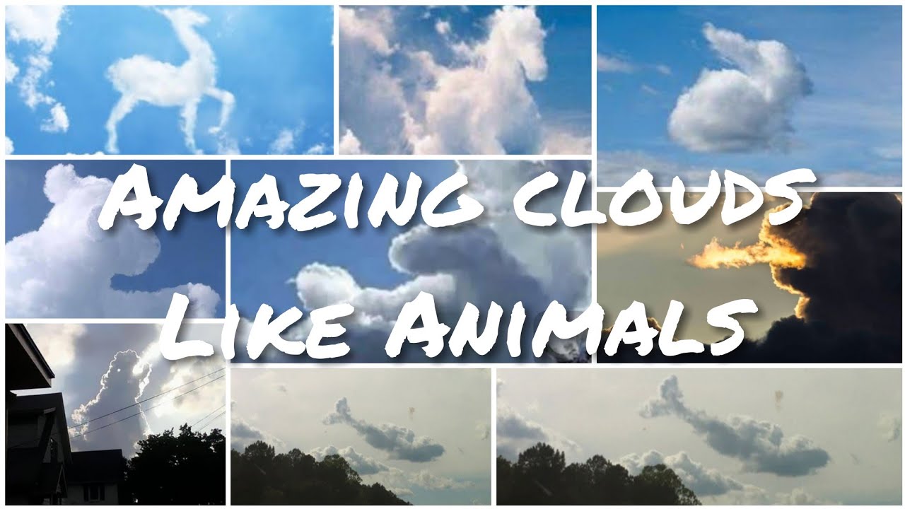 AMAZING CLOUDS THAT LOOKS LIKE ANIMALS | NATURE'S BEAUTY