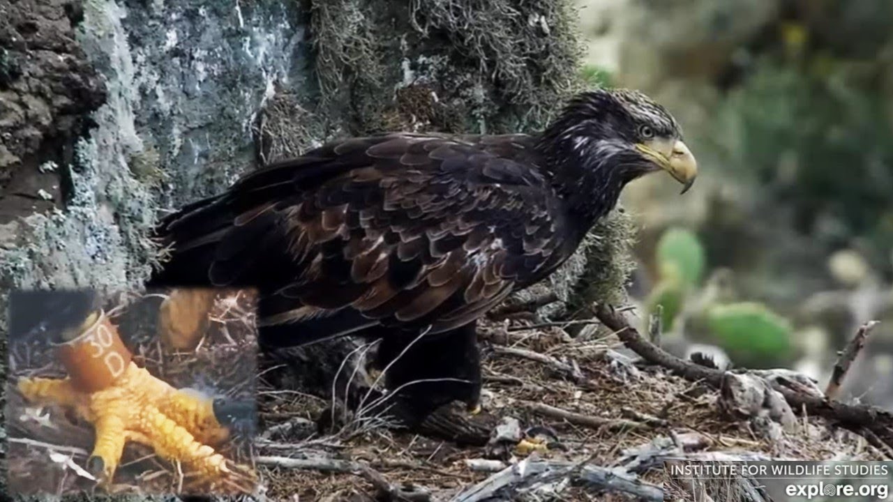 West End Eagles🦅2-Year Old Bob from Twin Rock Returns After 3-month Absence🤎explore.org | 2025 Oct 6