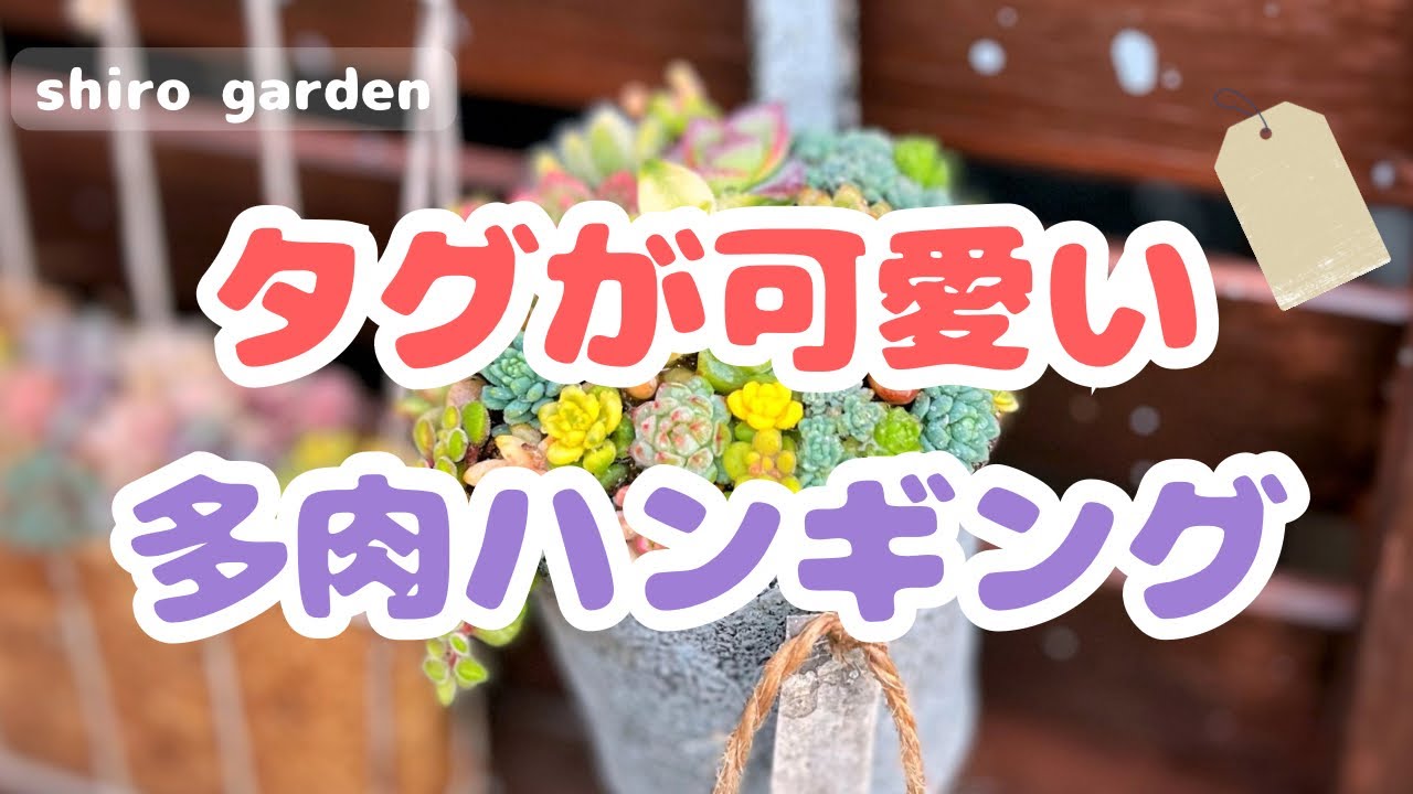 タグが可愛い🏷️💕多肉ハンギング