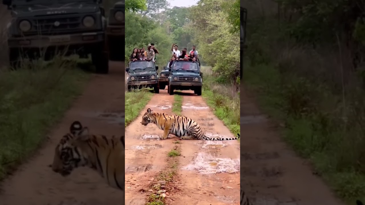 Amazing Wildlife During Jeep safari
