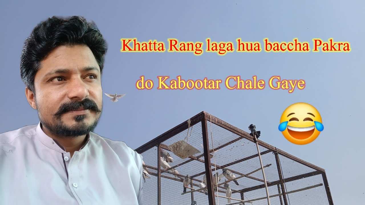 Khatte Rang wala baccha Pakra  do kabutaron ka nuksan,Ateeq AD vlogs,