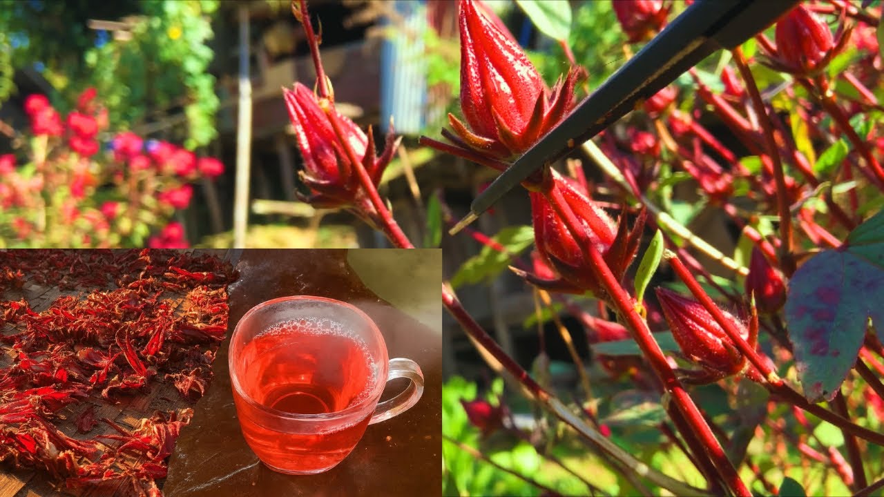 Roselle Tea and Jam at Home 📍Nagaland 