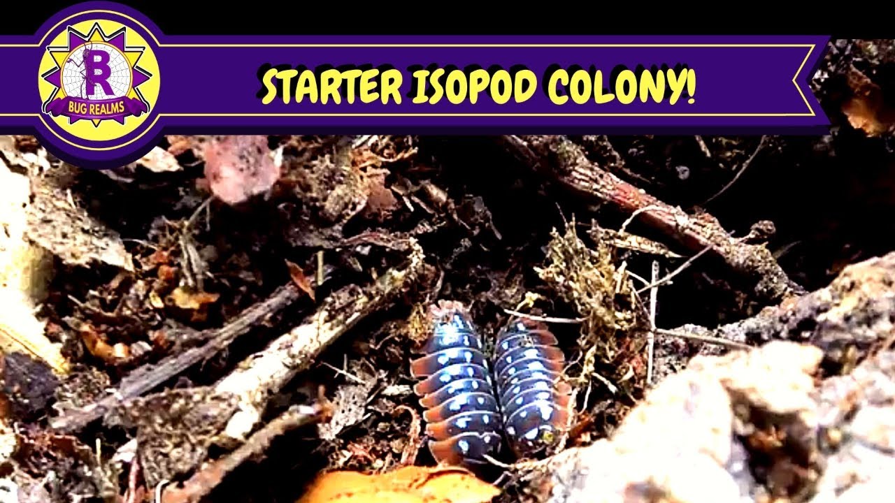How to set up a STARTER colony of ISOPODS! Ft. Armadillium klugii 