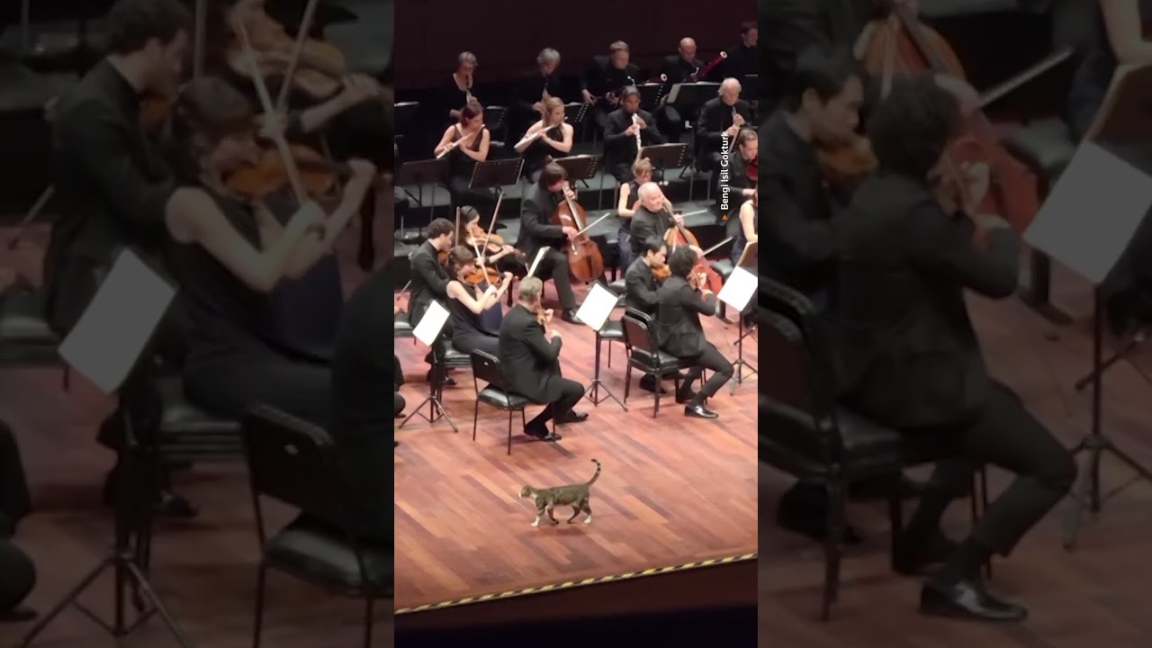 Cat interrupts performance at Istanbul Music Festival