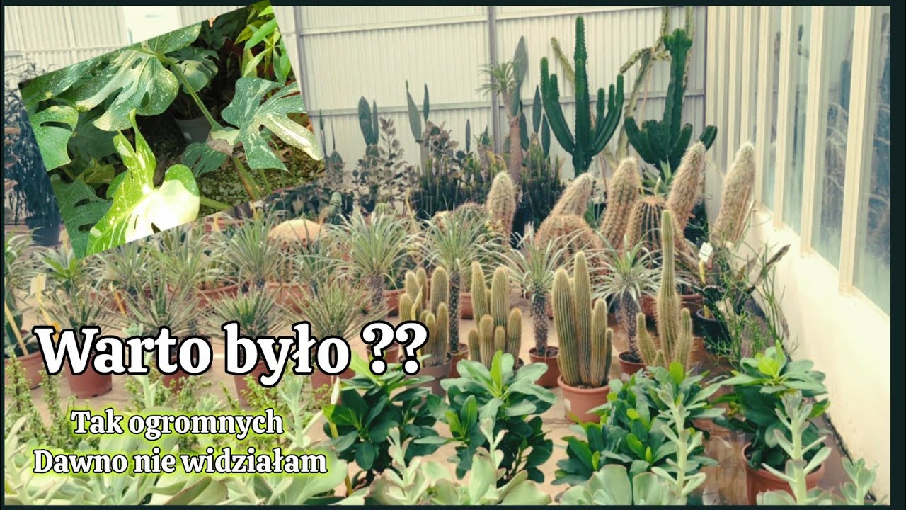  Wow to było coś , mieć okazję zobaczyć taki sklep