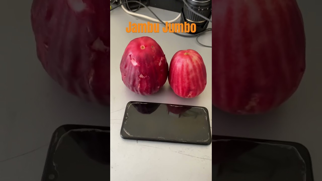 Jambu jamaika / jambu bol ukuran jumbo #2023 #kokkalai #shortvideo #viral #buah #tabulampot