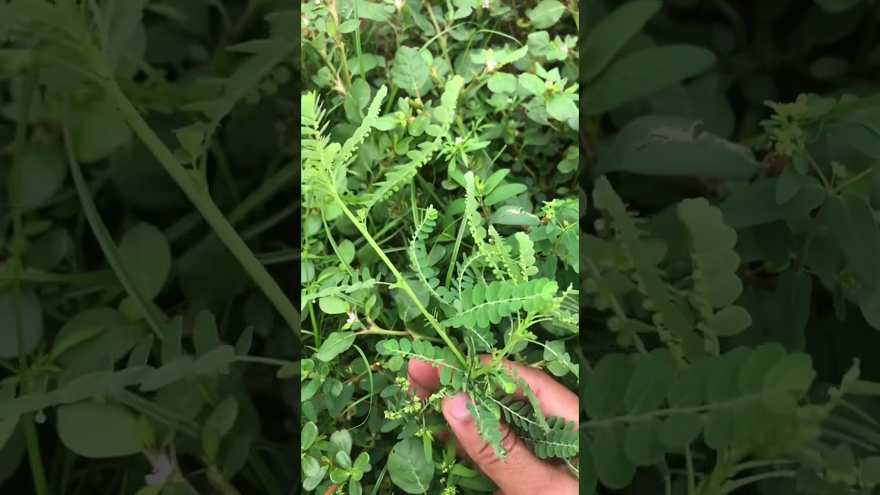 5 plantes m&eacute;dicinales qui poussent devant ta porte