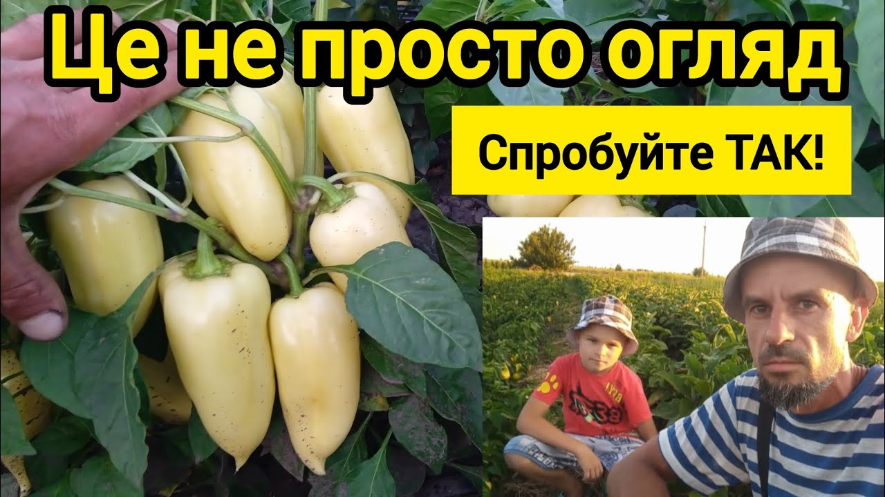 Вирощування Перцю. Спробуйте ТАК!