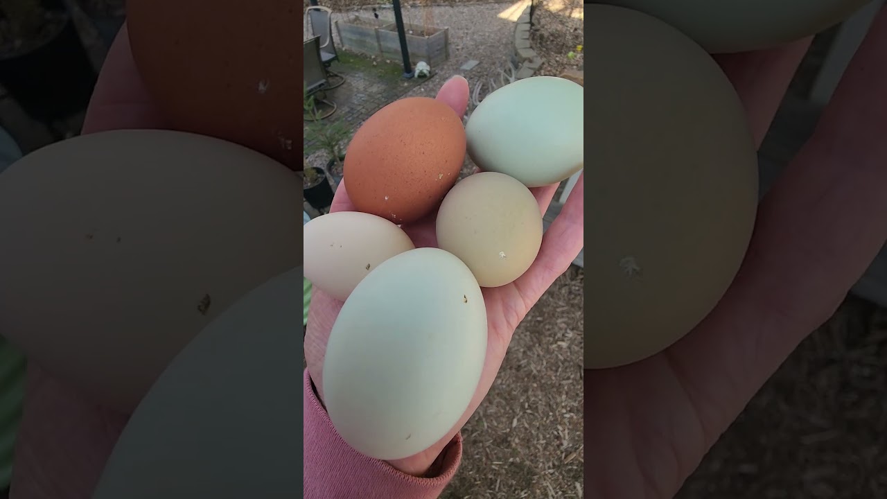 Is This the Real Life...is This Just Fantasy #egg #queen #livinginthewoods #earlhouse #chicken