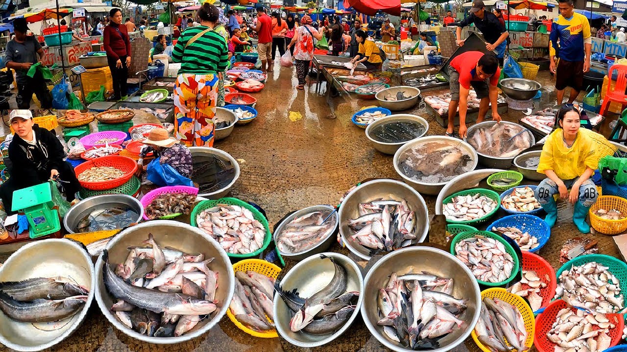 Cambodia Fish Distribution Market, Wet Market, Abundant Fish, Small and large Freshwater Fish