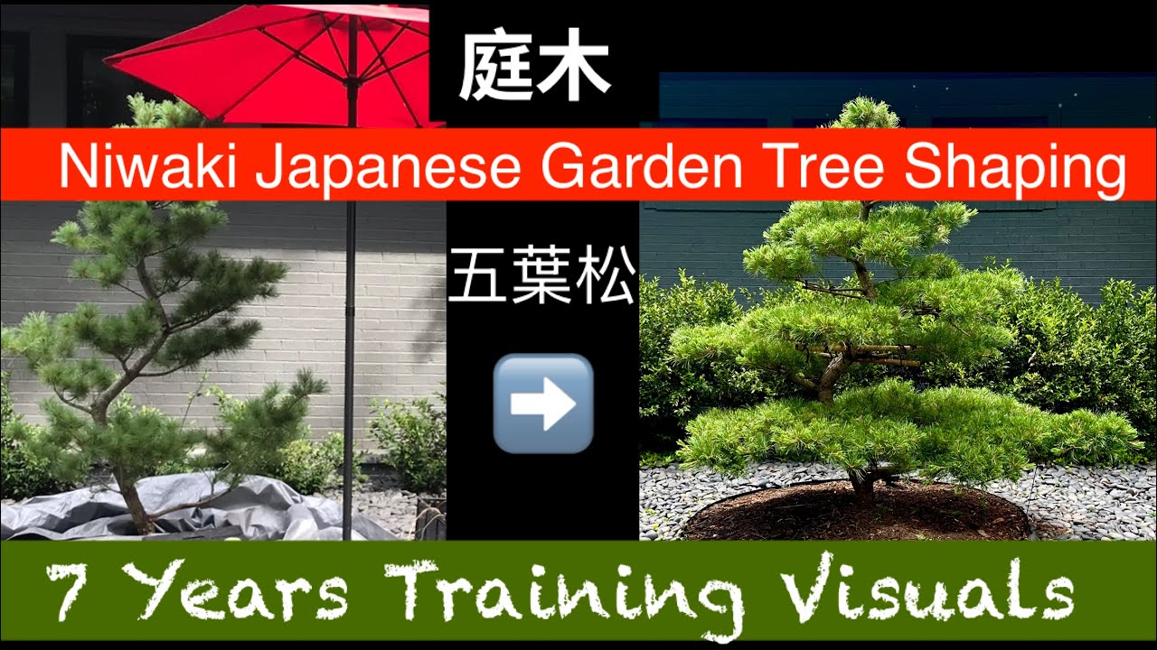 Niwaki Japanese Traditional Garden Tree Training •  Not Bonsai 👌