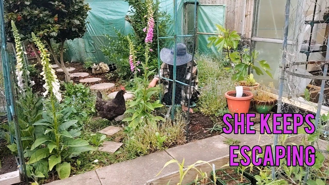 Planting and pottering in my cottage garden