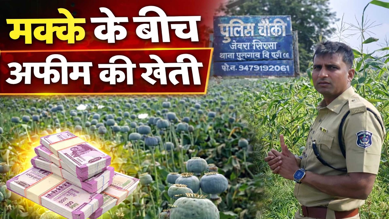 दुर्ग के समोदा गांव में बड़ा खुलासा: मक्के के बीच उगाई जा रही थी अफीम, 1 करोड़ की फसल बरामद