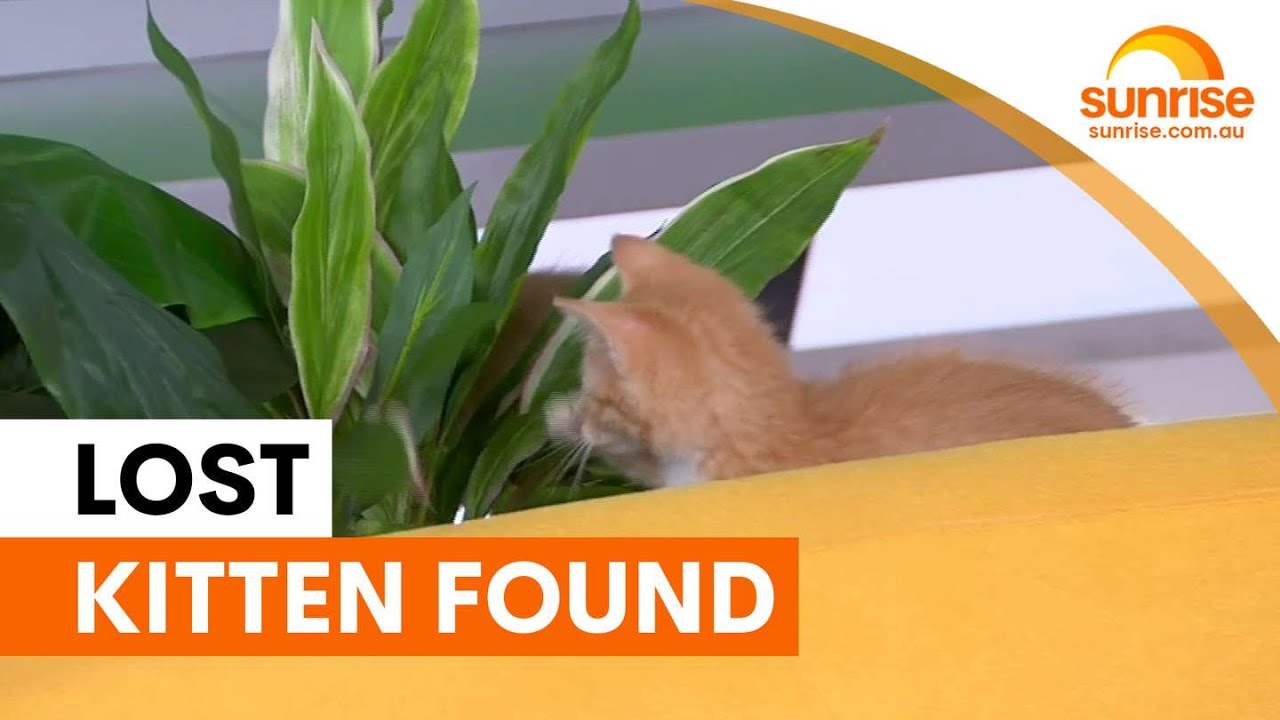 Studio kitten rescued after hour-long search | Sunrise