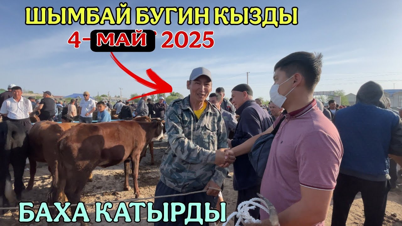 4-МАЙ/2025/ШЫМБАЙ МАЛ БАЗАРЫ/МАЛ БАЗАР 2025/ДЕМ БЕРМЕС МАЛ БАЗАР