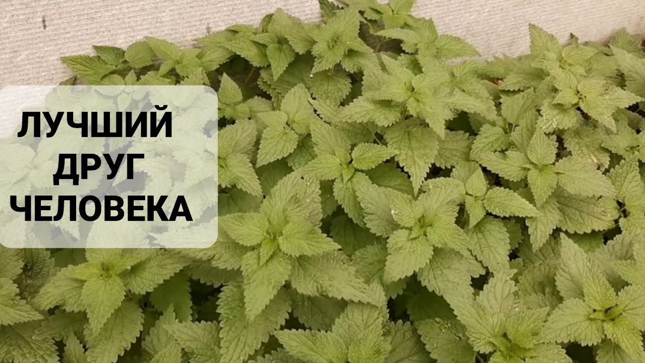 Как прокормиться с одной сотки - Лучшее растение для самообеспечения.