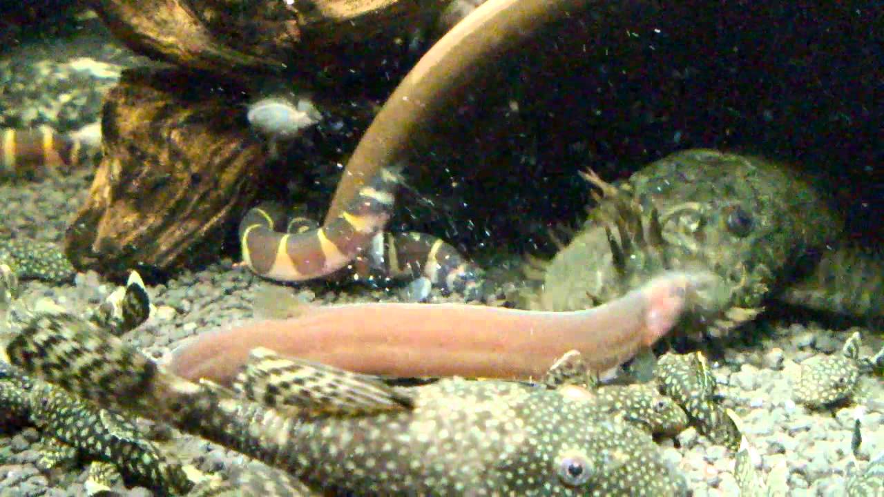 Aquariofilia / Fishkeeping - Pangio oblonga. The oldest in private aquariums?