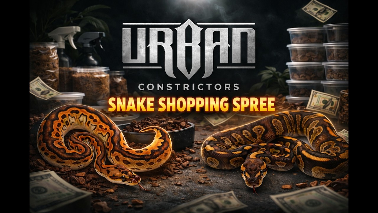 New Pick Ups Part 2. Urban Constrictors!