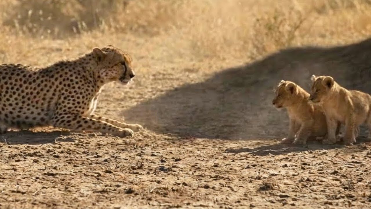 Una madre gueparda ayudó a 3 cachorros de león… cuando regresó la leona, ocurrió algo inesperado