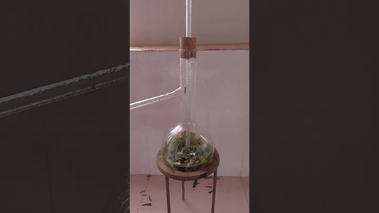Cinnamon oil extraction by steam distillation method