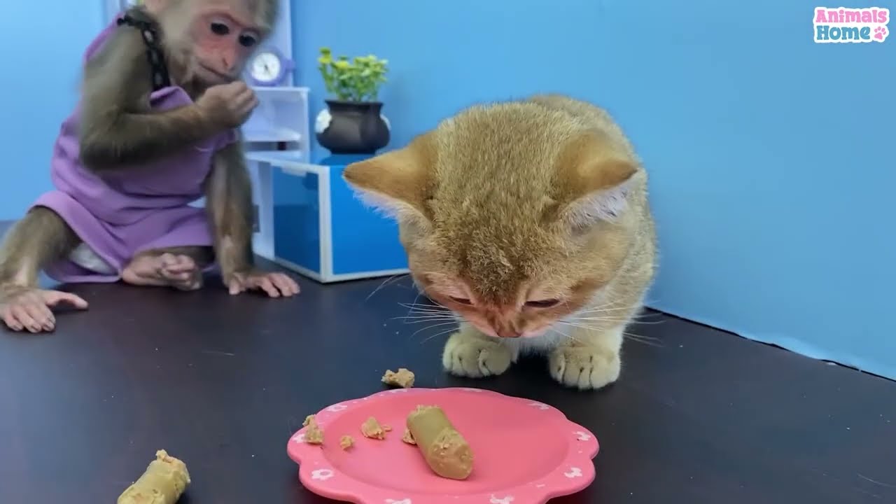 Bin Bon duck Monkey Baby Kittens Puppy Goes Koi Cat And swims Rabbits Animals Eats Egg Muckbang Asmr