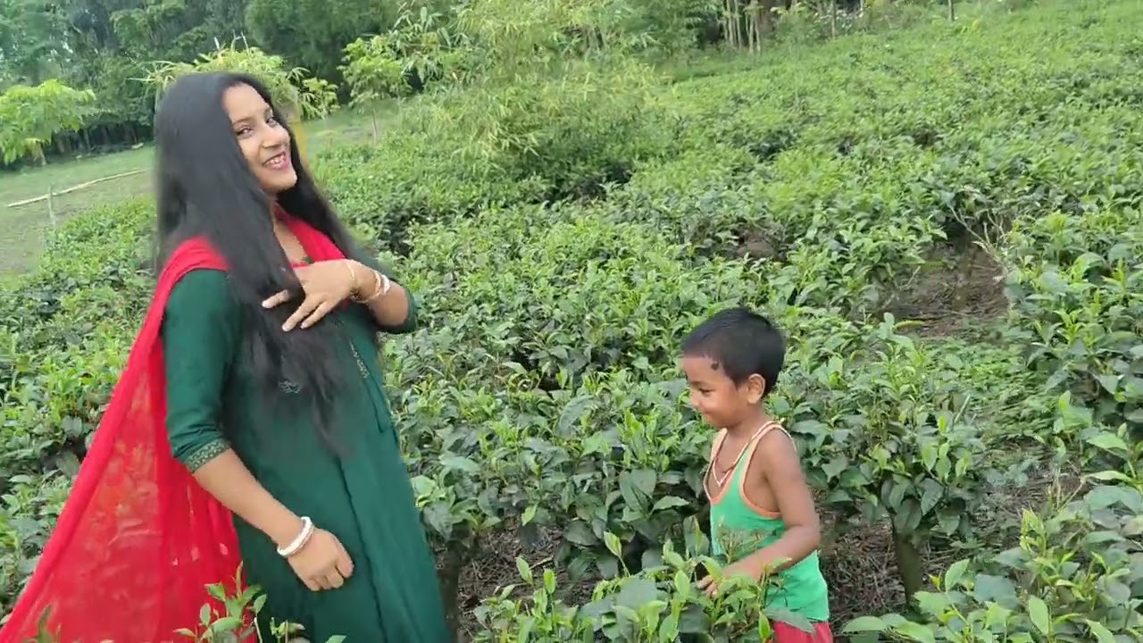 চা পাতা বাগানের ভিউ কি সুন্দর ,দেখলে মনটা ভরে যায়।#trending #viralvideo #video #love