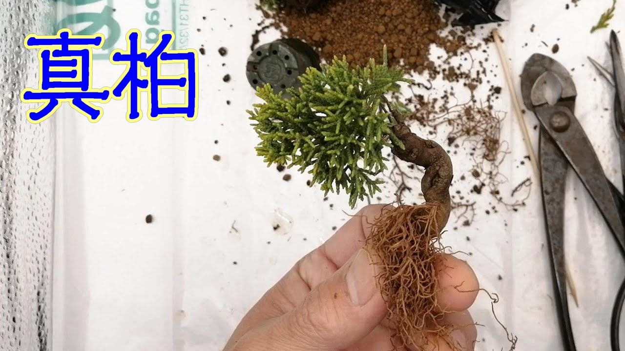 【作業動画】真柏のトリッキーな取り木外し ～後編　Layering of the Shimpaku Juniper